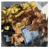 (4) CHAMPAGNE CORAL BELLES