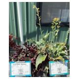 (2) HOSTA, (4) CORAL BELLS OBSIDIAN