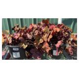 (5) CORAL BELLS, FIRE ALARM