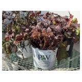 (3) ASTILBE & OTHER ASSTD PLANTS