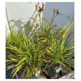 (5) ASSTD LILIES