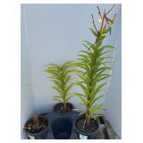 (3) ASIATIC LILIES