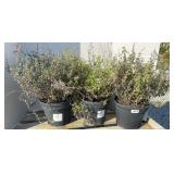 (3) CATMINT WALKERS LOW