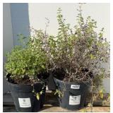 (2) CATMINT WALKERS LOW