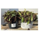 (2) CARADONNA SALVIAS