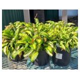 (6) HOSTAS, RAINBOWS END, WHITE BRIM