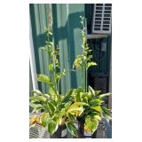 (2) HOSTAS, PATRIOT