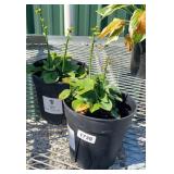 (2) HOSTAS, MOUSE EARS