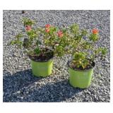(2) ORANGE GLOW KNOCKOUT ROSES