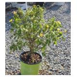 EASY BEEZY KNOCKOUT ROSE