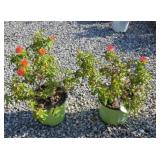 (2) ORANGE GLOW KNOCKOUT ROSES