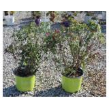 (2) DOUBLE KNOCKOUT ROSES