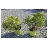 (2) EASY BEEZY KNOCKOUT ROSES