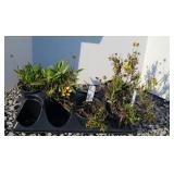 (5) SUPERSTAR COREOPSIS