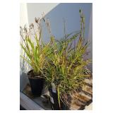 (4) MIXED DAYLILIES