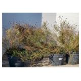(4) CREME CARAMEL COREOPSIS