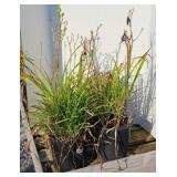 (4) MIXED DAYLILIES