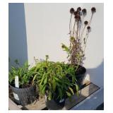 (4) MIXED CORNFLOWERS