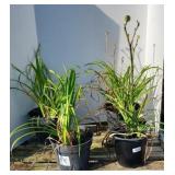 (2) BRIGHT SUNSET DAYLILIES