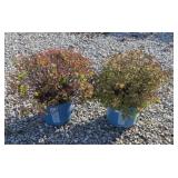 (2) RAINBOW FIZZ SPIREA