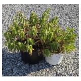 (2) MIXED WEIGELA