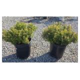 (2) NEON FLASH SPIREA