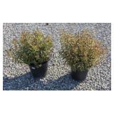(2) NEON FLASH SPIREA
