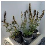 (3) KUDO GOLD AGASTACHE