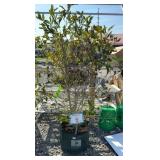 ROYAL STAR MAGNOLIA
