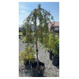 DOUBLE PINK WEEPING CHERRY