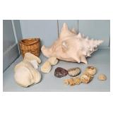 SHELL & FOSSEL COLLECTION
