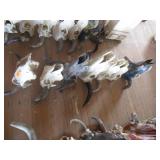7) Cow Skulls, 1) w/ Artwork