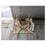 Antlers