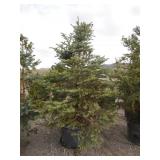 Colorado Blue Spruce