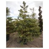 Colorado Blue Spruce