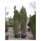 2) Emerald Green Arvborvitae