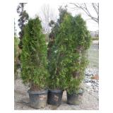 3) Emerald Green Arvborvitae