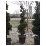 Boulevard Cypress Spiral