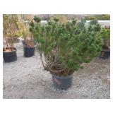Mugo Pine