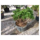 Mugo Pine