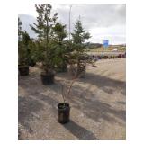 Bailey Redtwig Dogwood