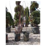 2) Bailey Redtwig Dogwoods