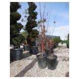 2) Bailey Redtwig Dogwoods