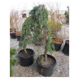 2) Weeping Spruce Trees