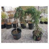 2) Weeping Spruce Trees