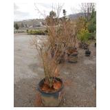 Liberty Blueberry Bush