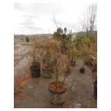 Liberty Blueberry Bush