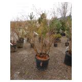 Liberty Blueberry Bush