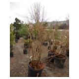 Liberty Blueberry Bush