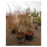 2) Liberty Blueberry Bushes